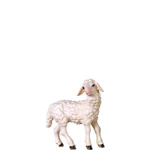 Lamb standing B.K.