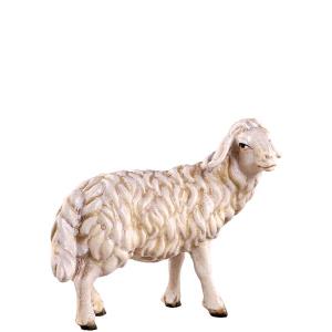 Sheep standing H.K.