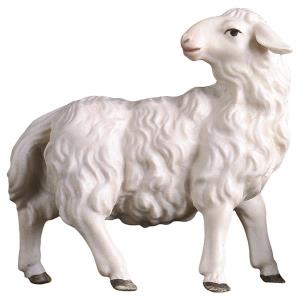 UL Sheep looking backward