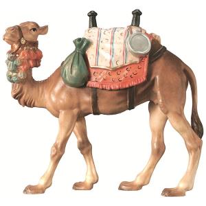 Camel