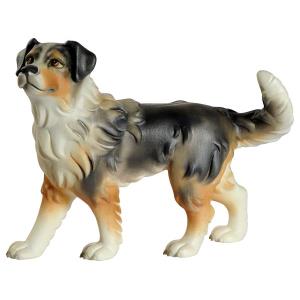 Australian shepherd - cane