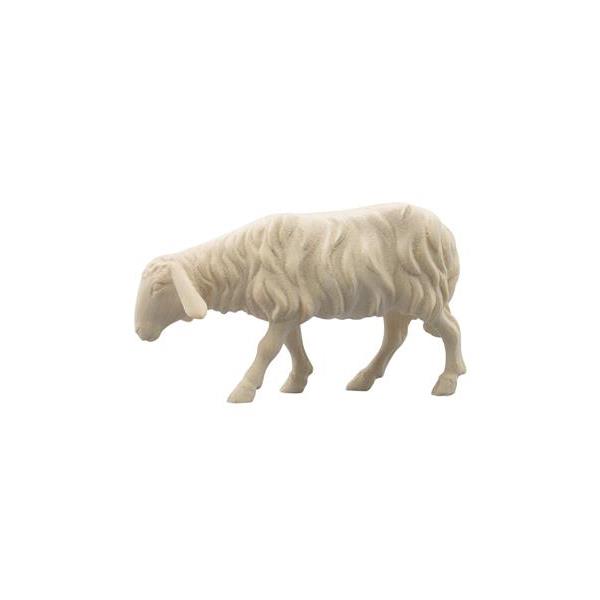 IN Schaf vorwärtsschauend - Natur