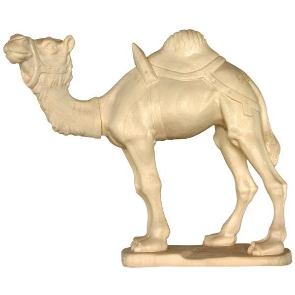Kamel - Natur