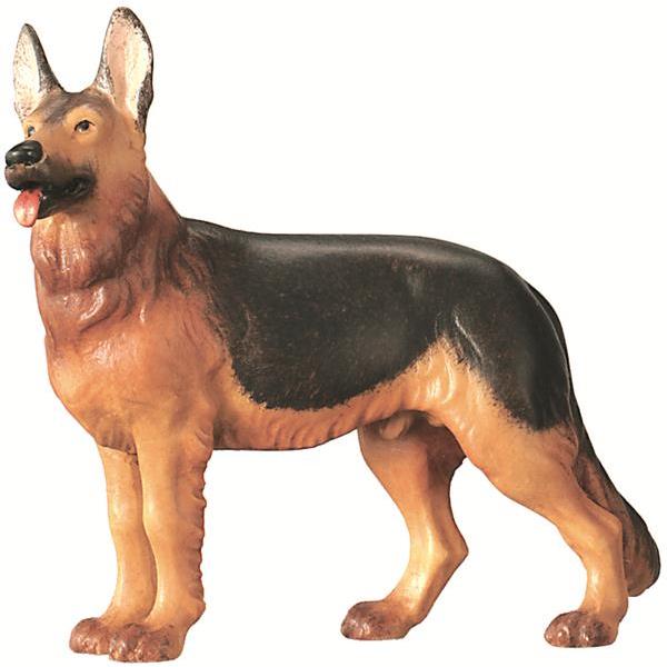 Schäferhund - Color