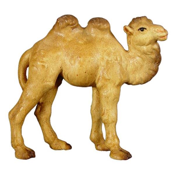 Junges Kamel - Color
