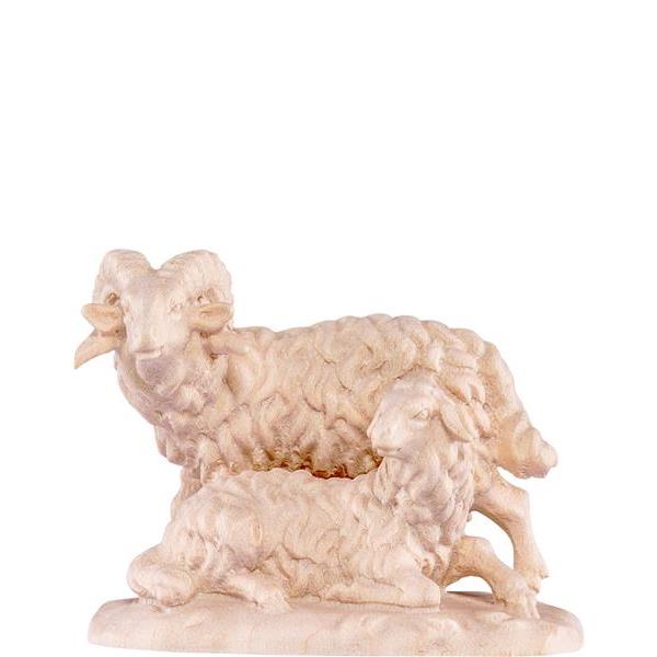 Ram with sheep B.K. - natural