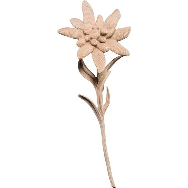 Edelweiss - natural