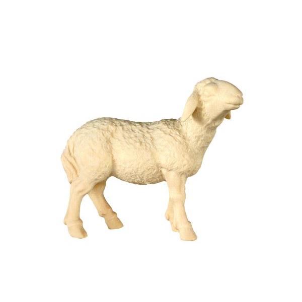 Sheep standing - natural