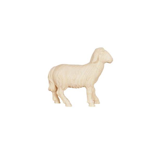 AD Sheep standing looking forward - natural