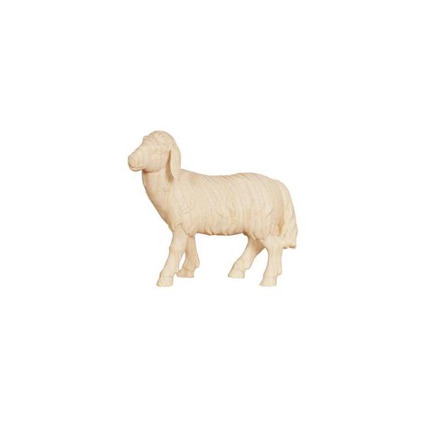 AD Sheep standing looking left - natural