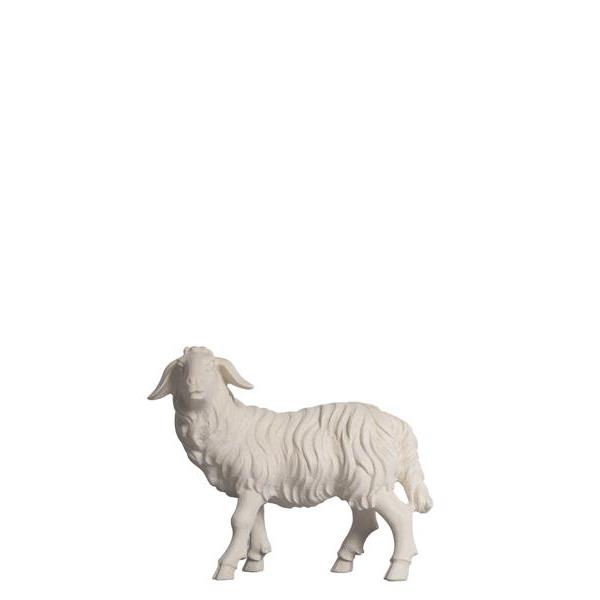 HE Sheep standing looking left - natural