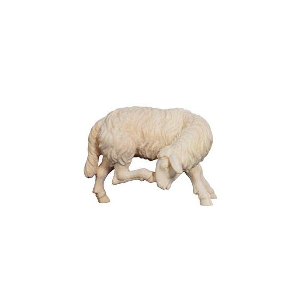 ZI Sheep scratching - natural