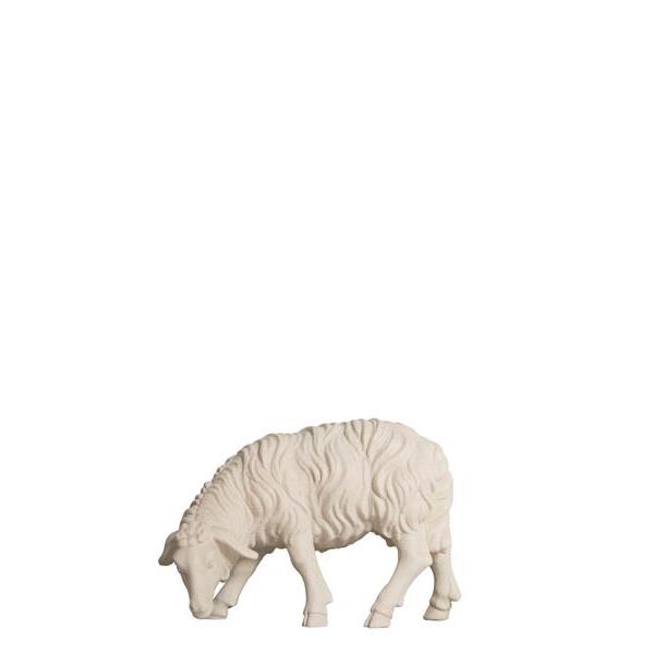 RA Sheep grazing looking left - natural
