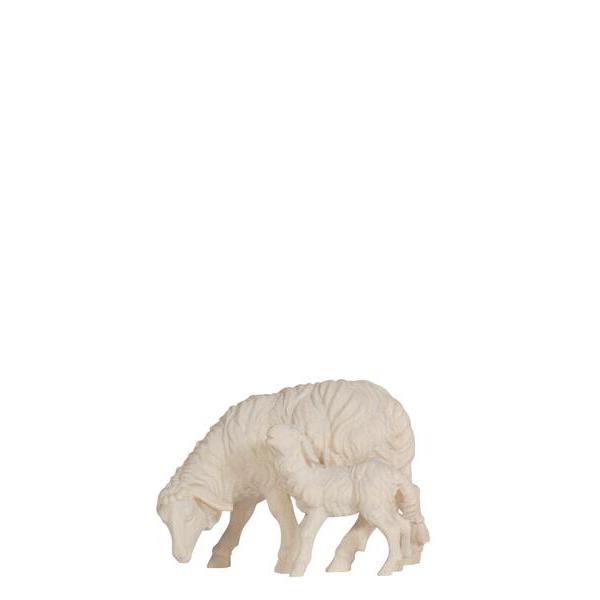 MA Sheep grazing with lamb - natural
