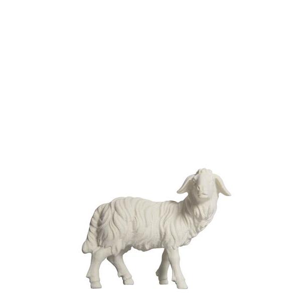 KO Sheep standing looking right - natural