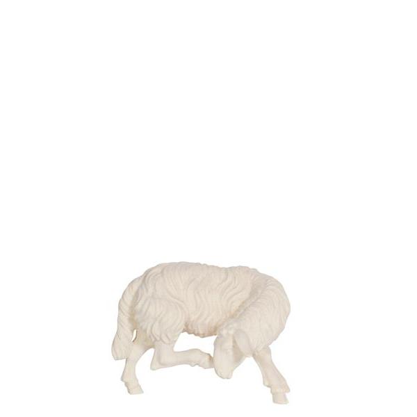 KO Sheep scratching - natural