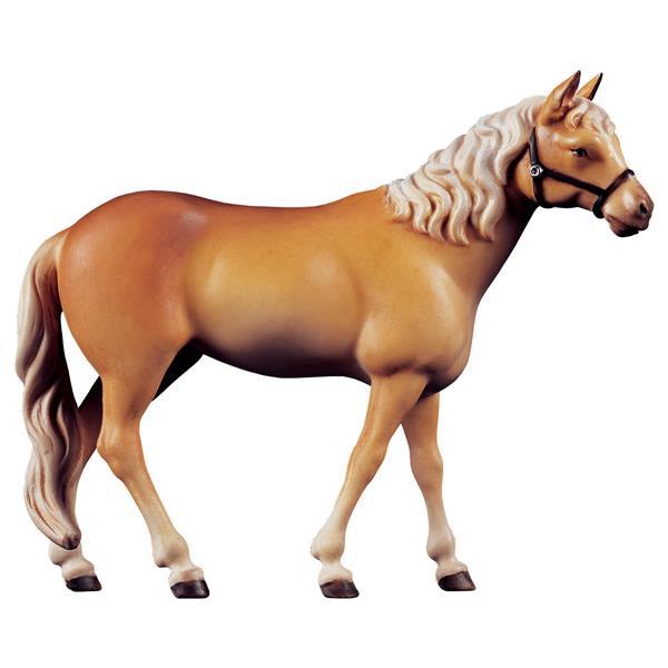 Horse Haflinger - color