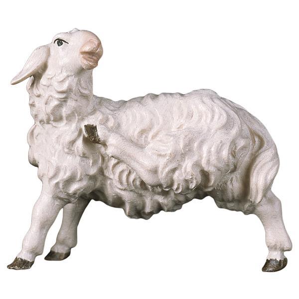 UL Rasping sheep - color