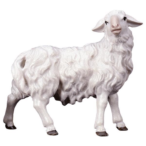UL Sheep looking rightward - color