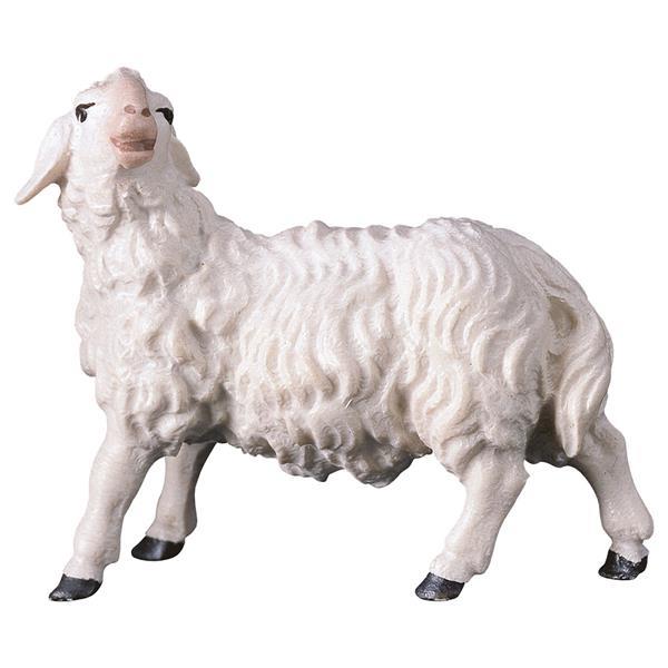 UL Sheep looking leftward - color