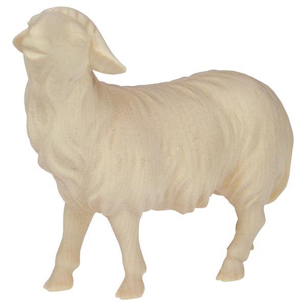 SA Sheep looking forward - natural