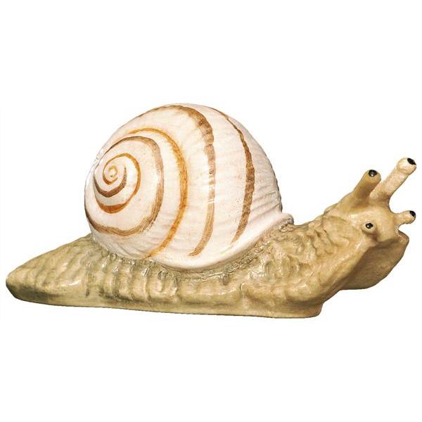 Snail - color
