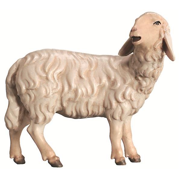 Sheep head turned - color