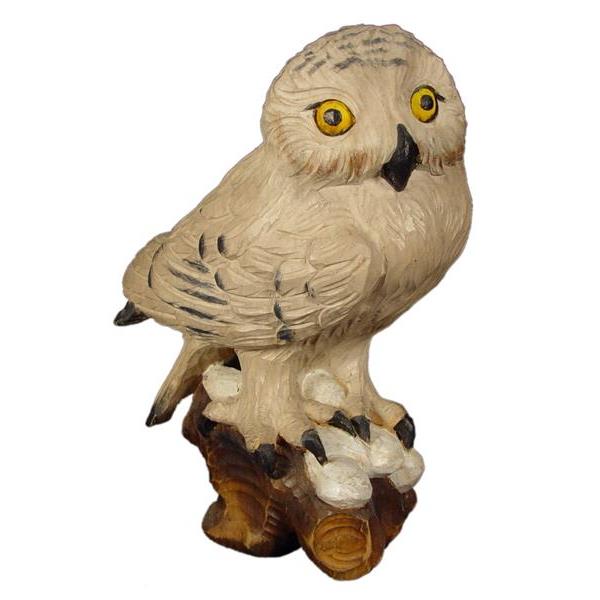 Snowy owl - color