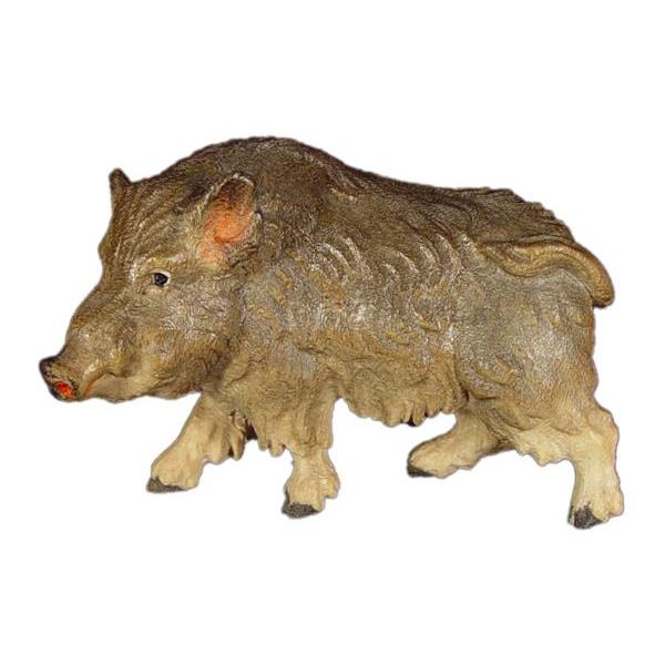Wild boar - color