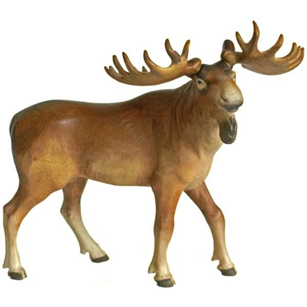 Elk - color
