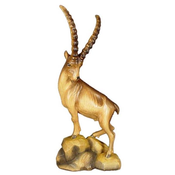 Ibex in pine - color