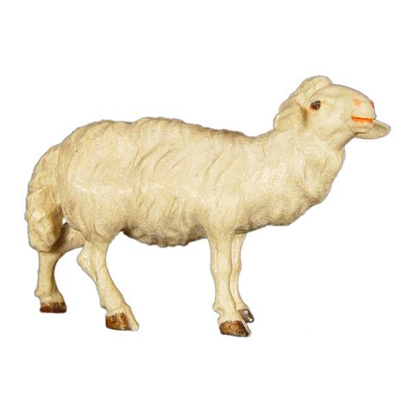 Sheep standing upright - color