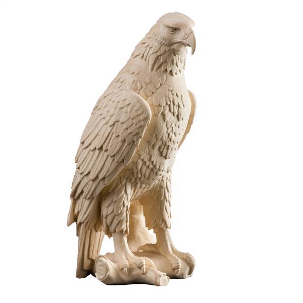 white head eagle - natural